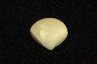 藏品(普通文蛤)的圖片